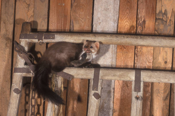 fouine dans le grenier